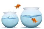 Goldfish Jumping Between Bowls of Water